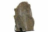 Fossil Sauropod Vertebra Section with Metal Stand - Colorado #354320-1